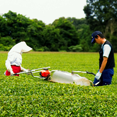 深むし製法